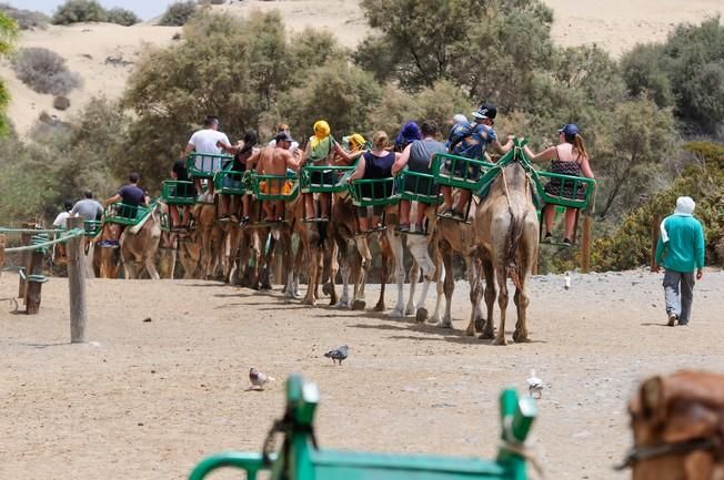 Reportaje excursiones con camellos en las Dunas ...