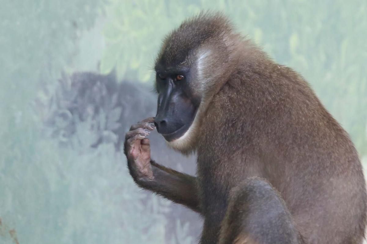 FOTO: Ñandú albino, nuevo inquilino del zoo de Córdoba.