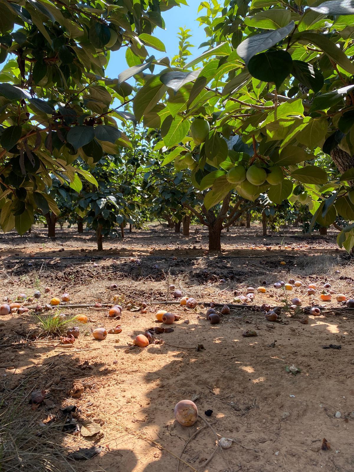El intenso viento también ha provocado la caída de numerosas frutas.