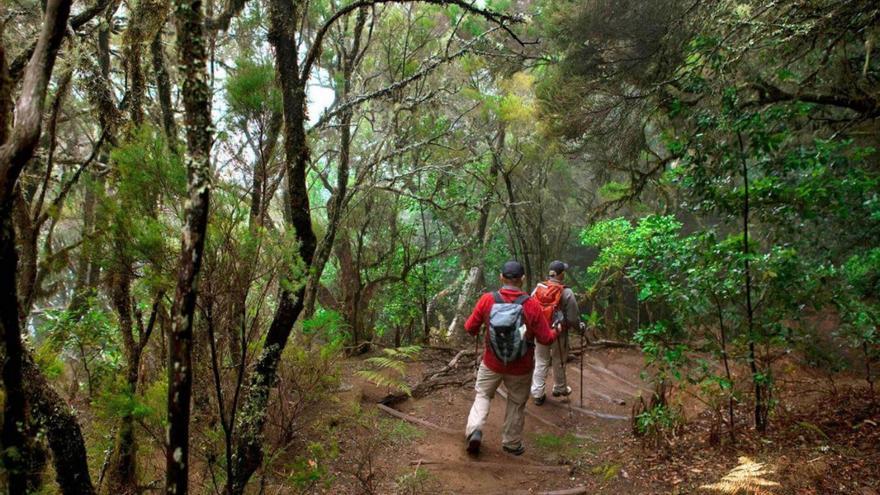 El CSIC estudia el efecto del cambio climático en Garajonay