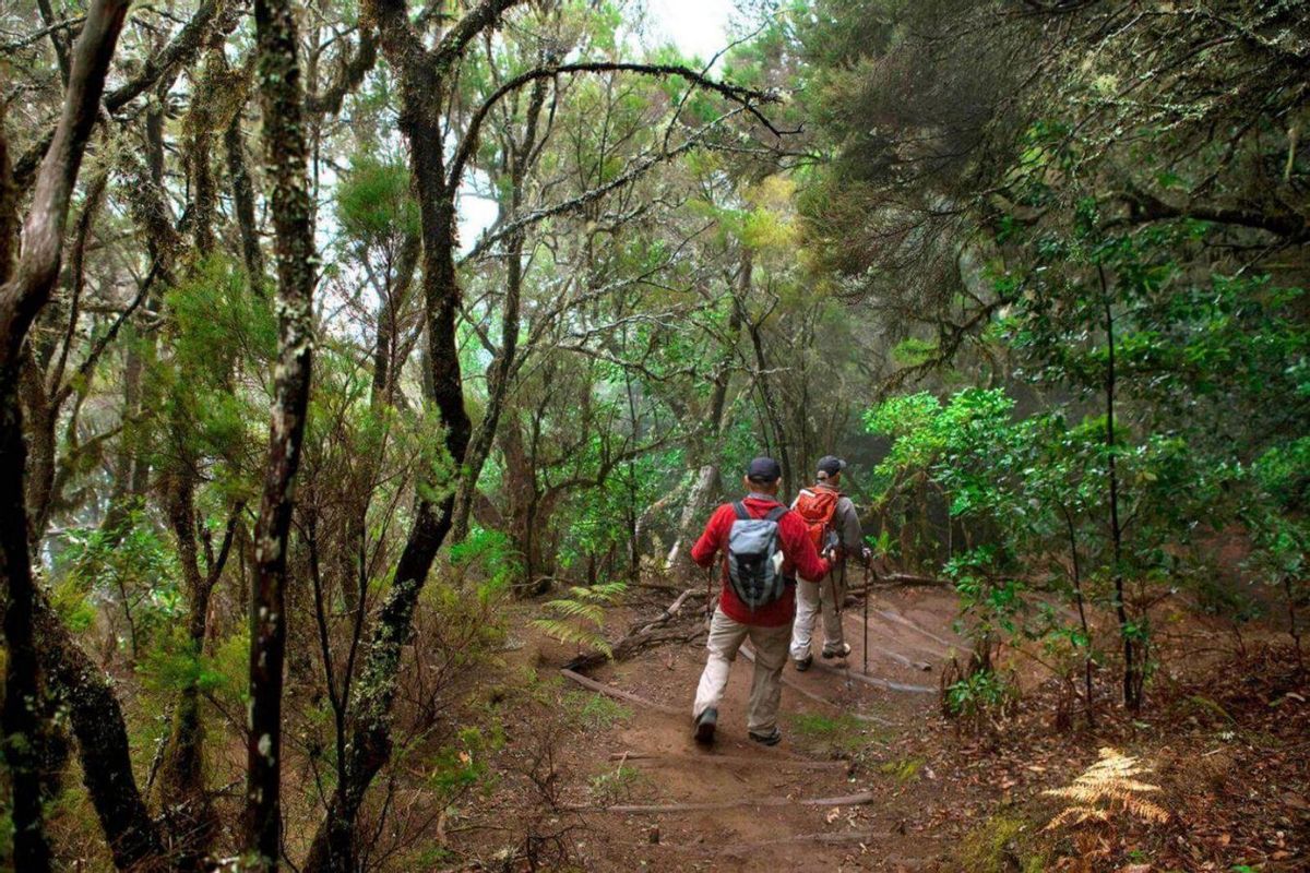 Dos personas realizan senderismo en el Parque Nacional de Garajonay, en La Gomera. | | E.D.