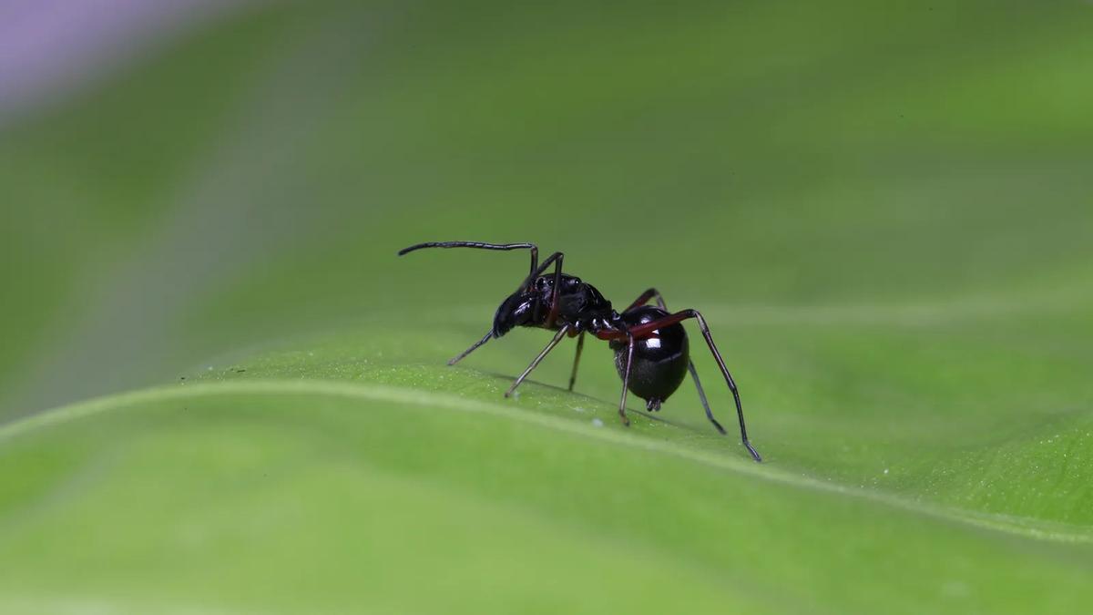 Toxeus magnus imitando a una hormiga.