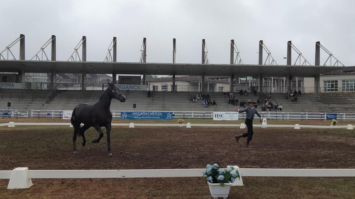 Participante no XI Campeonato de España Pura Raza Española en Equina Galicia 2025