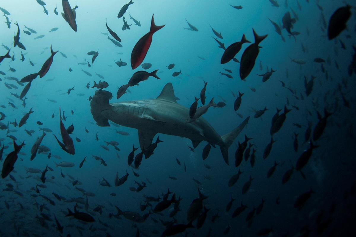 Ejemplares de tiburón martillo, una especie en grave riesgo de extinción.