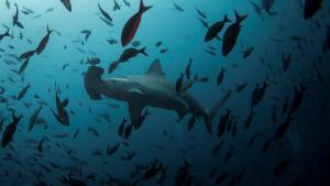 Ejemplares de tiburón martillo, una especie en grave riesgo de extinción.