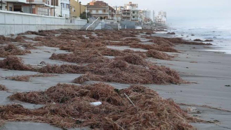 Densa acumulación de cañas y residuos en la playa cada vez más estrecha del Marenyet.