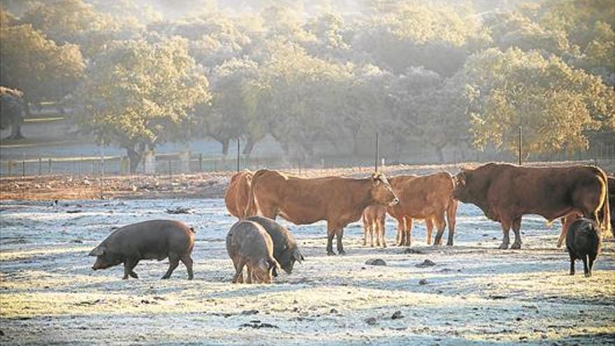 Abierto el plazo de alegaciones del Plan Director de la Dehesa