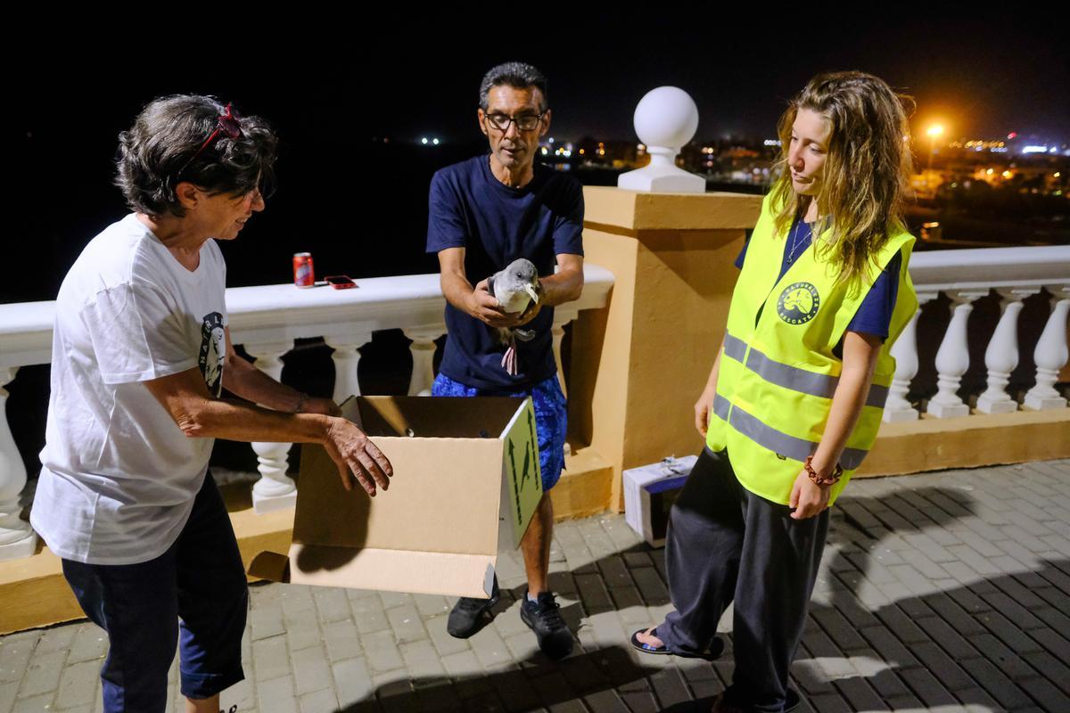 Una de las pardelas rescatada por el colectivo durante la noche.