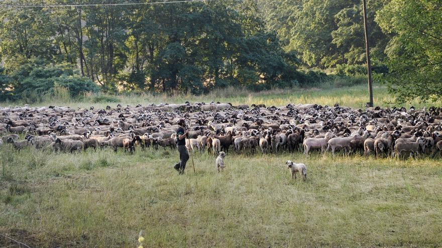 Tres pastors amb 1.500 ovelles recorren 90 quilòmetres des de Mieres fins a La Molina