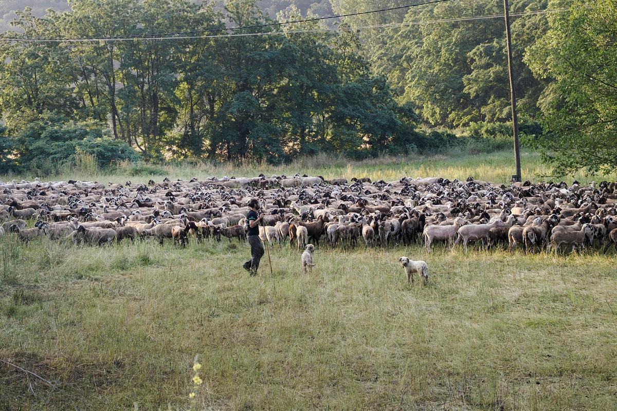 Inici de la transhumància a Mieres.