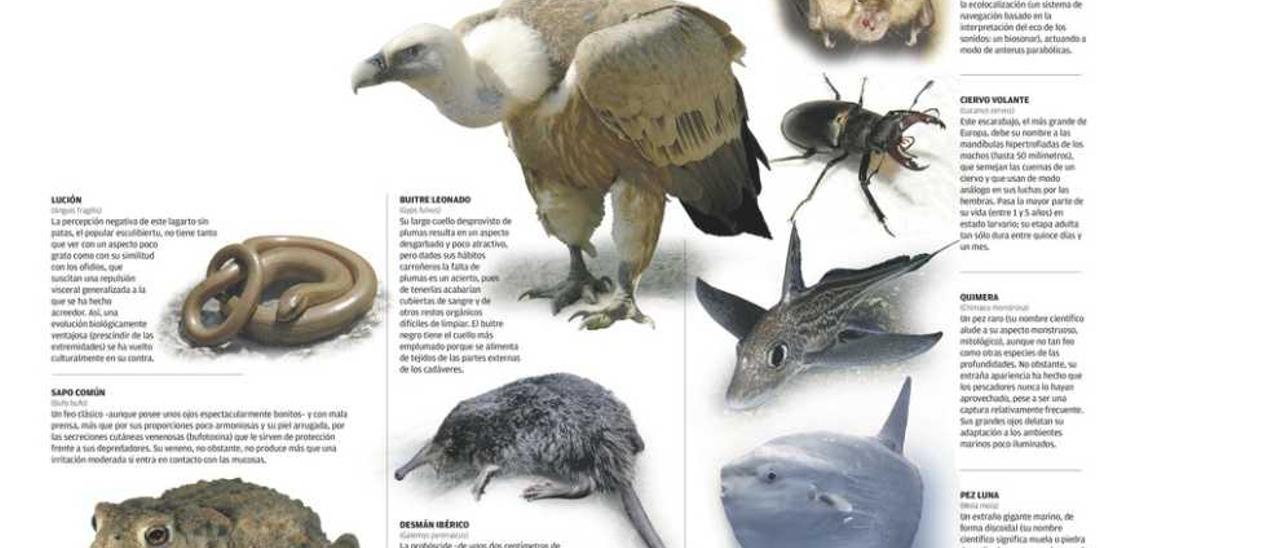 Feos, raros y curiosos: caprichos estéticos de la evolución de la fauna asturiana