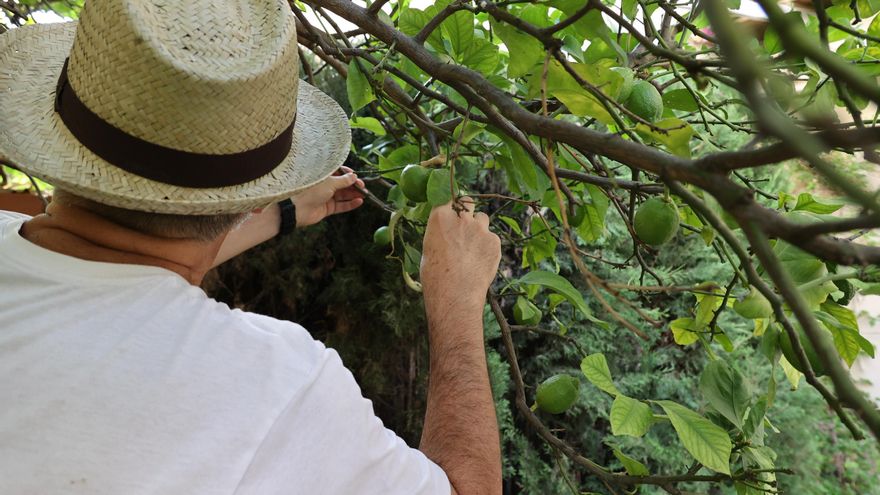 ¿Limas o limones?: así va a ser la cosecha en Alicante