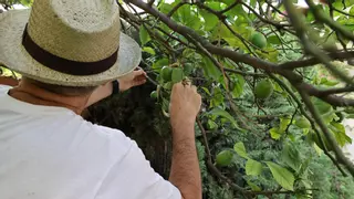 ¿Limas o limones?: así va a ser la cosecha en Alicante