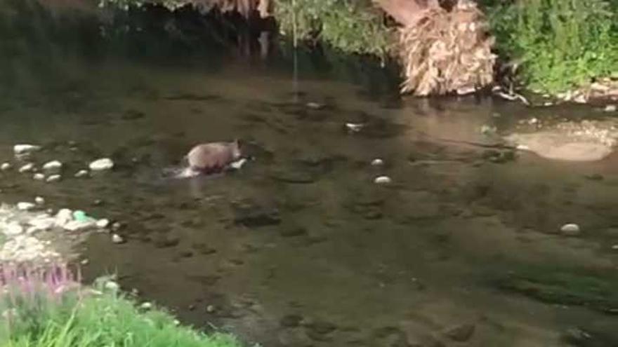 Vídeo | Un senglar es refresca de les altes temperatures al riu Ter a Girona