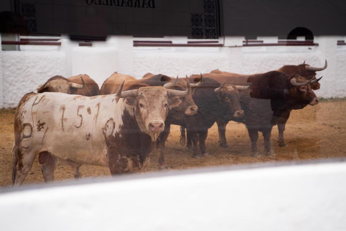Los primeros toros llegan a la Venta de Antequera