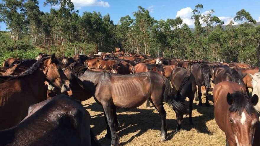 Los caballos, el lunes, antes de la &quot;solta&quot;. Abajo, el recorrido de manadas seguidas por GPS. // Rapa