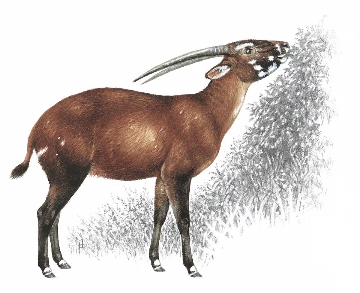 Ilustración de un saola.