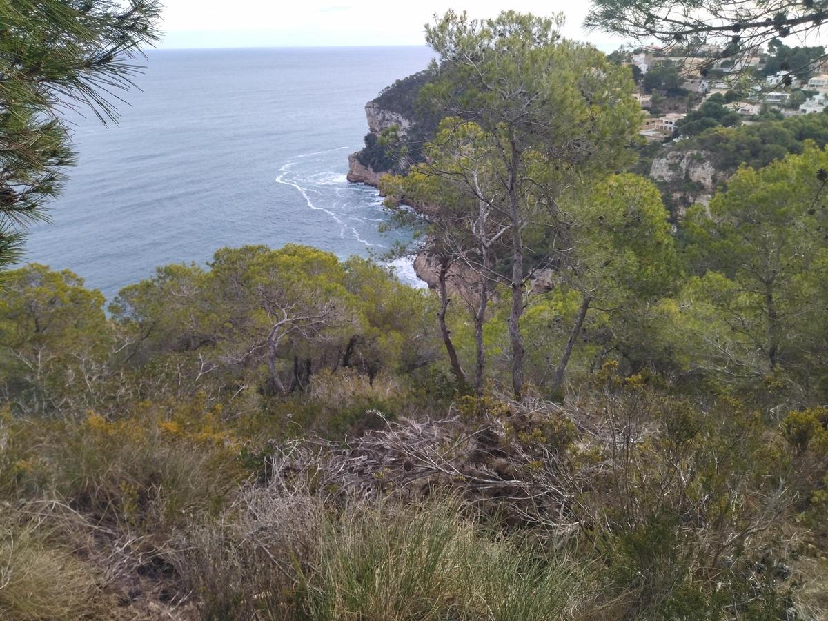 Una de las tareas que realizarán los operarios del plan de empleo social será la limpieza de zonas forestales