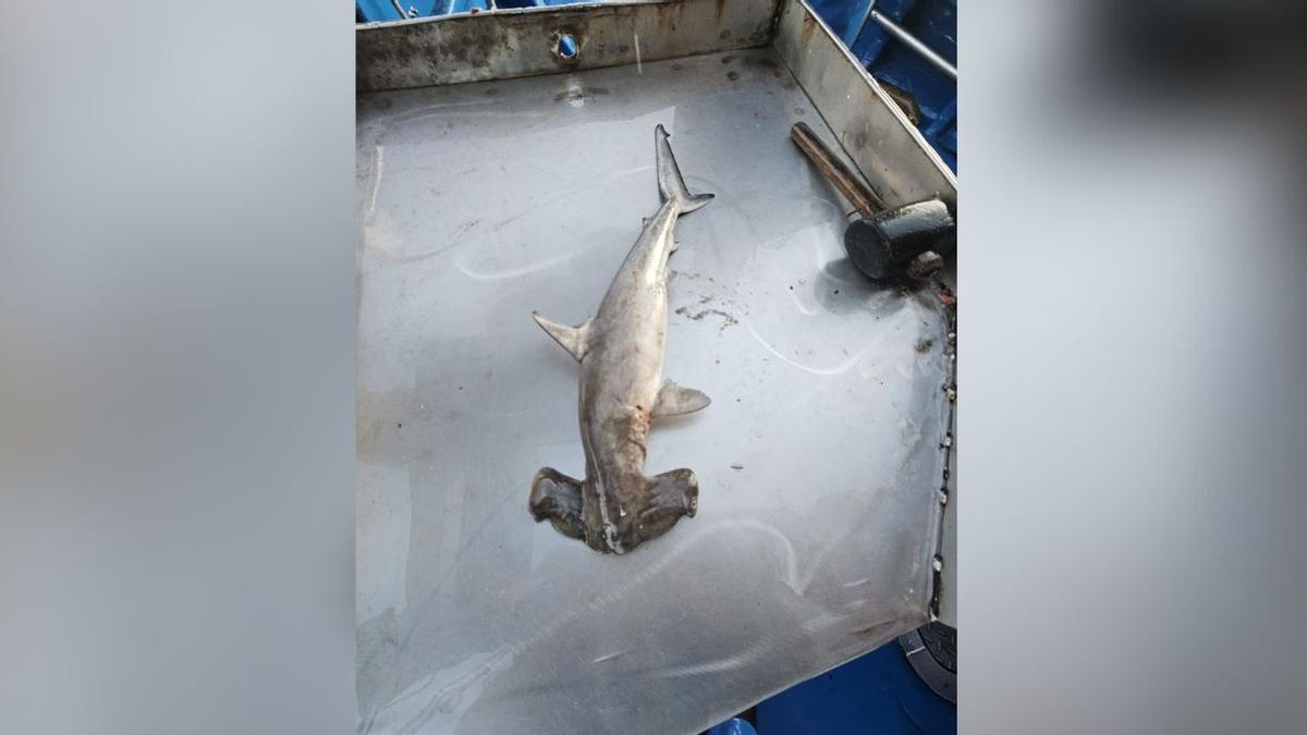 El tiburón martillo, a bordo del 'Abuelo Sebas'.