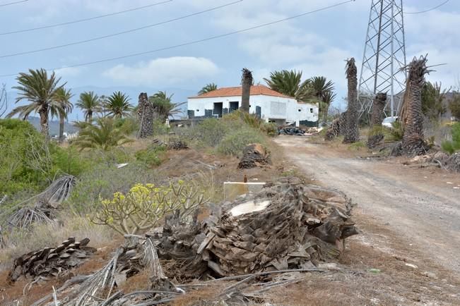 PALMERAL ENFERMO EN EL LAZO Y EL FONDILLO