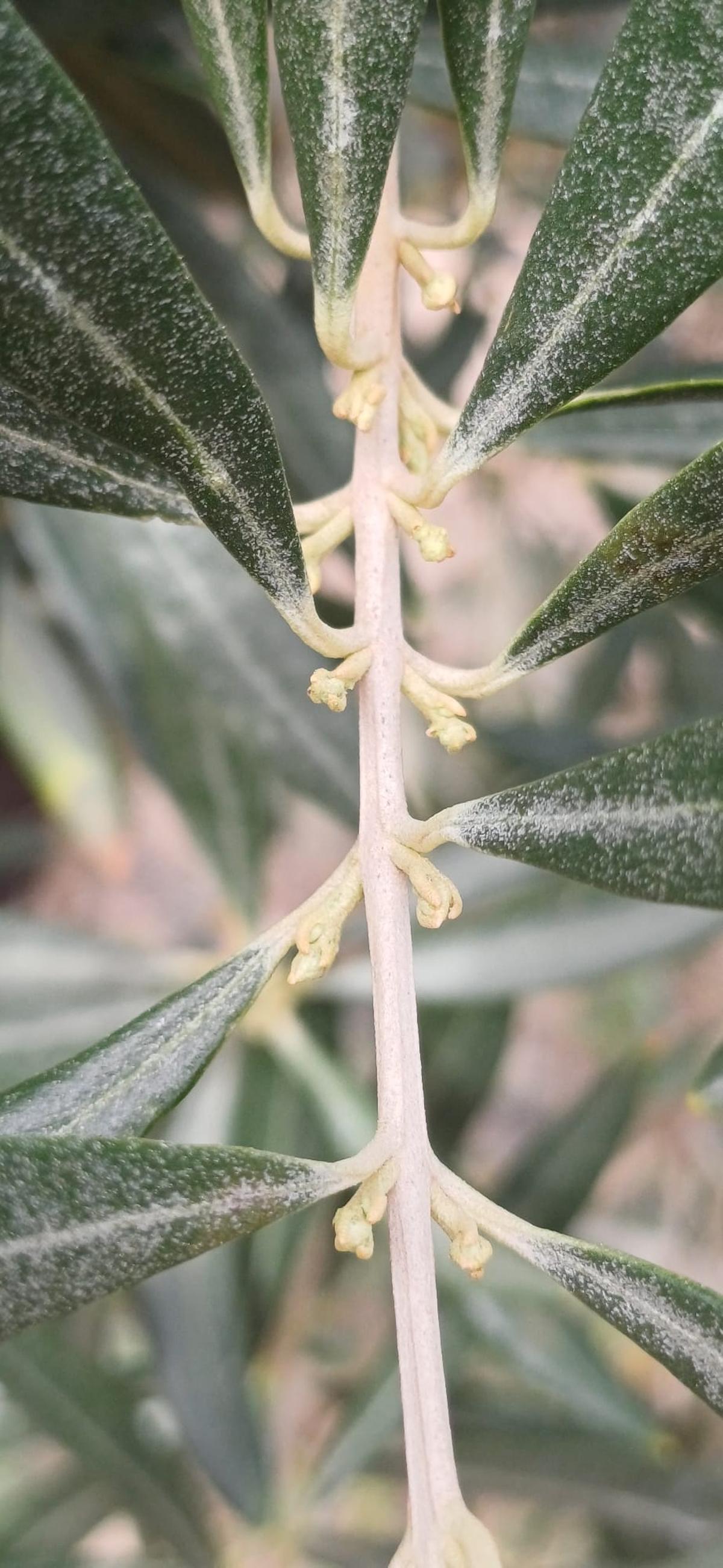 Botón floral en el cultivo del olivar.