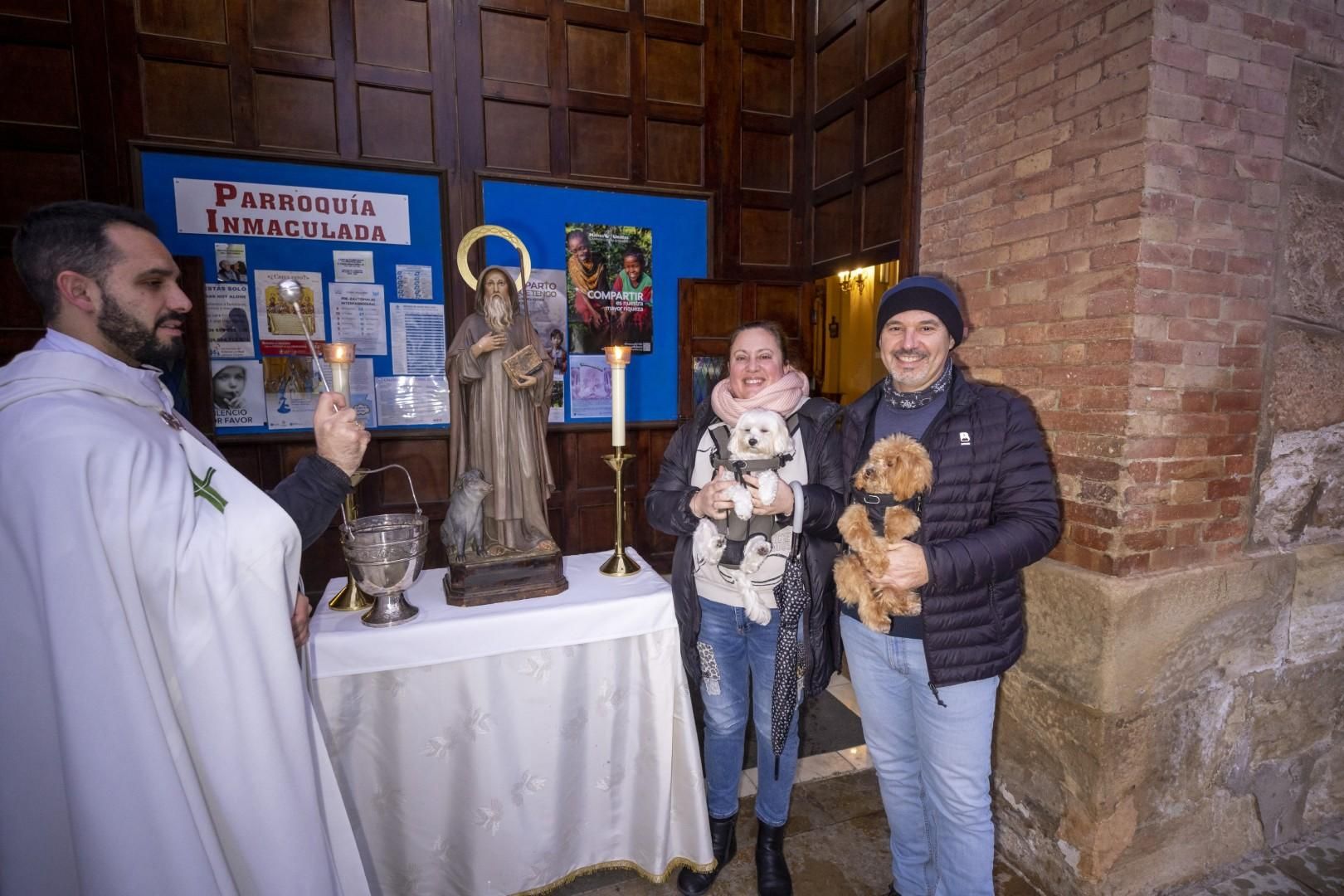 Bendición de animales por San Antón bajo una lluvia invernal en Torrevieja