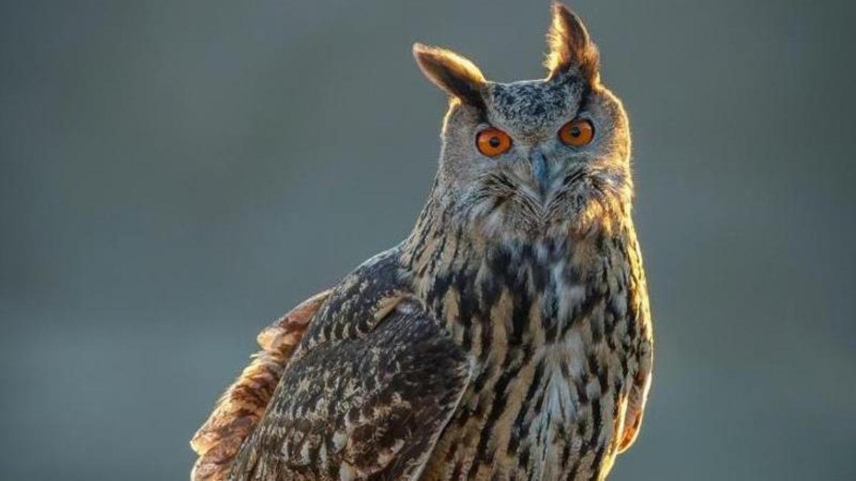 “Reina de la Noche”, de José Antonio Sánchez Panzano, Premio Internacional de Fotografía ‘David Gómez Samitier’ de los XXVI Félix de Azara de la DPH