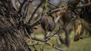 Almendros de Alicante dañados por la ’Xylella fastidiosa’. 