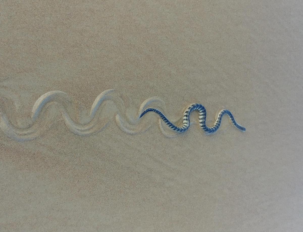 Serpiente marina nariz de gancho.