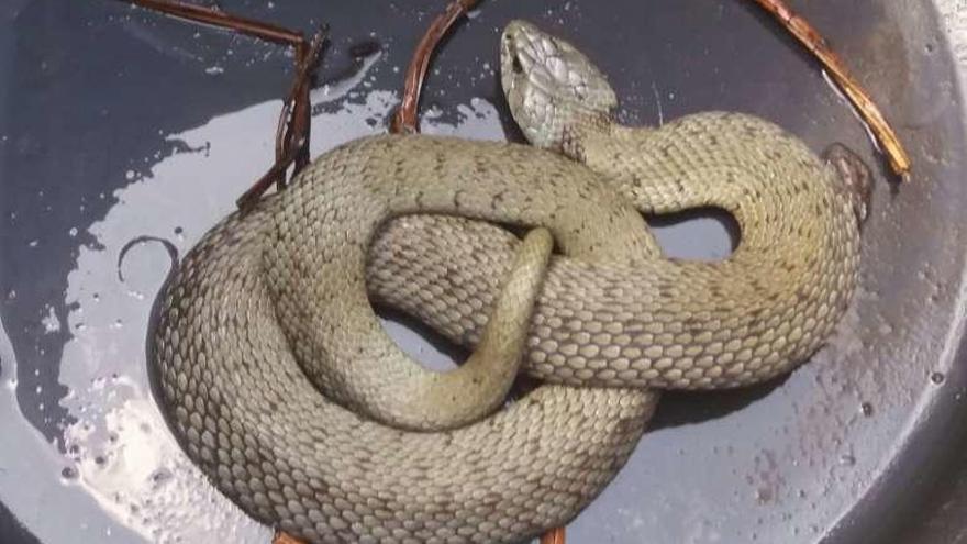 La serpiente venenosa estaba escondida en unos matorrales.