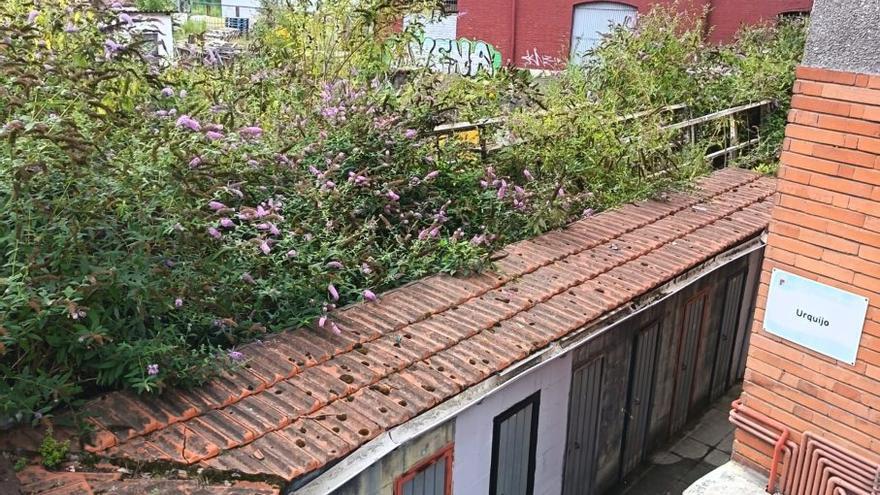 Quejas vecinales por la maleza y la proliferación de roedores en el barrio Urquijo, en Langreo: "Los vecinos estamos hartos"