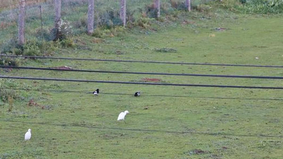 La pareja de garzas, junto a dos ejemplares de urracas. En el recuadro, uno de los animales. |  // DAVID RAMOS