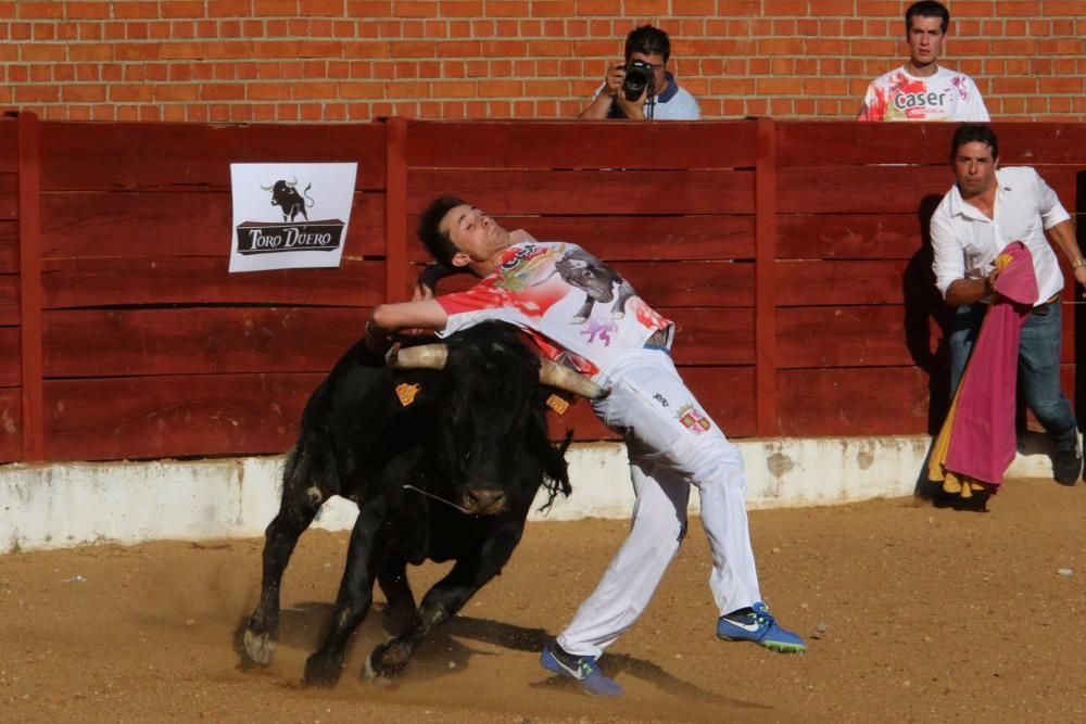 Concurso de cortes en Fuentesaúco.