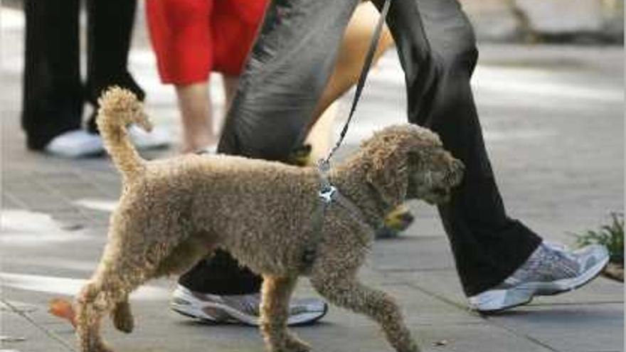 Els usuaris de Gudog poden trobar un cuidador que els passegi la seva mascota.