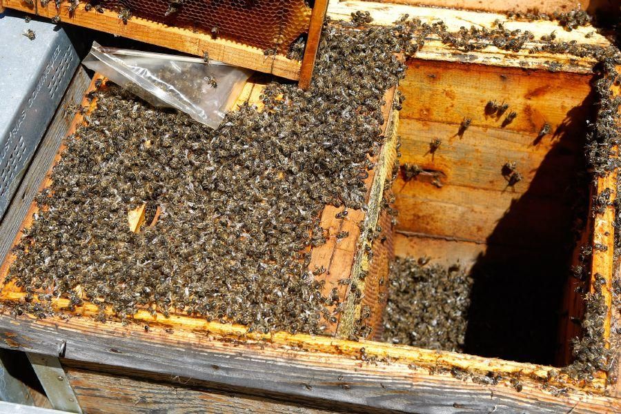 Colmenas con abejas muertas en San Vitero