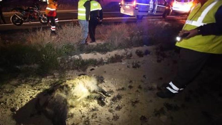 Un jabalí causa un accidente de moto en la CV-800