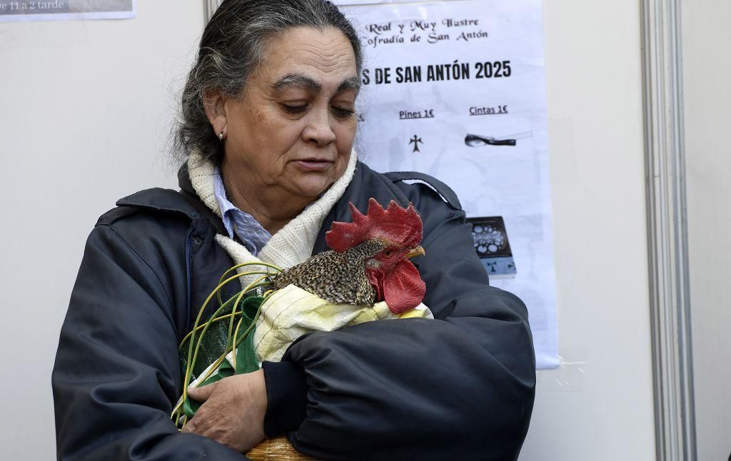 Así ha sido la bendición de animales por San Antón en Murcia