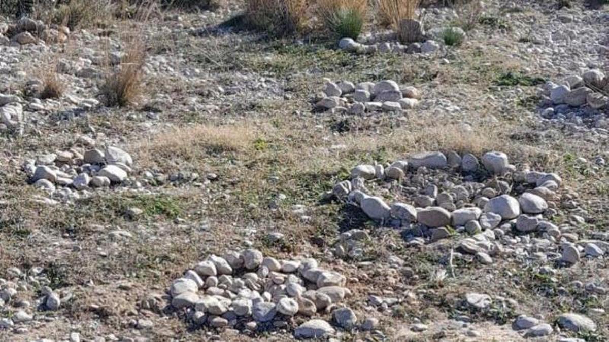 Zona de la repoblación forestar con los árboles arrancados.