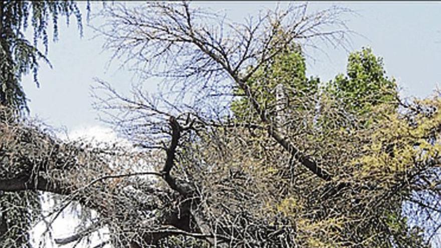 El cedro de la muerte anunciada