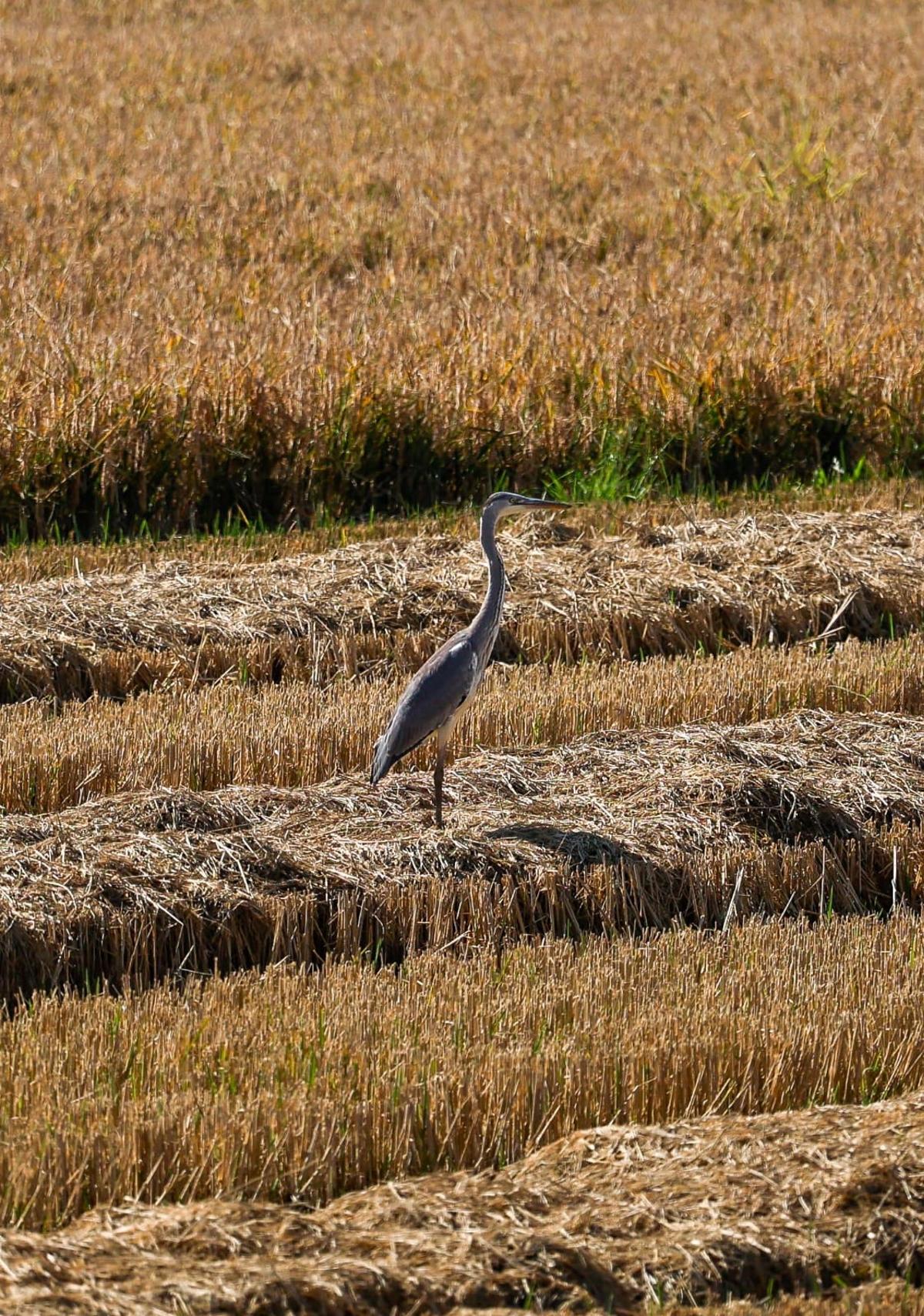 Aves en los arrozales cercanos al Tancat de la Pipa, que reabre tras un año cerrado por la dana