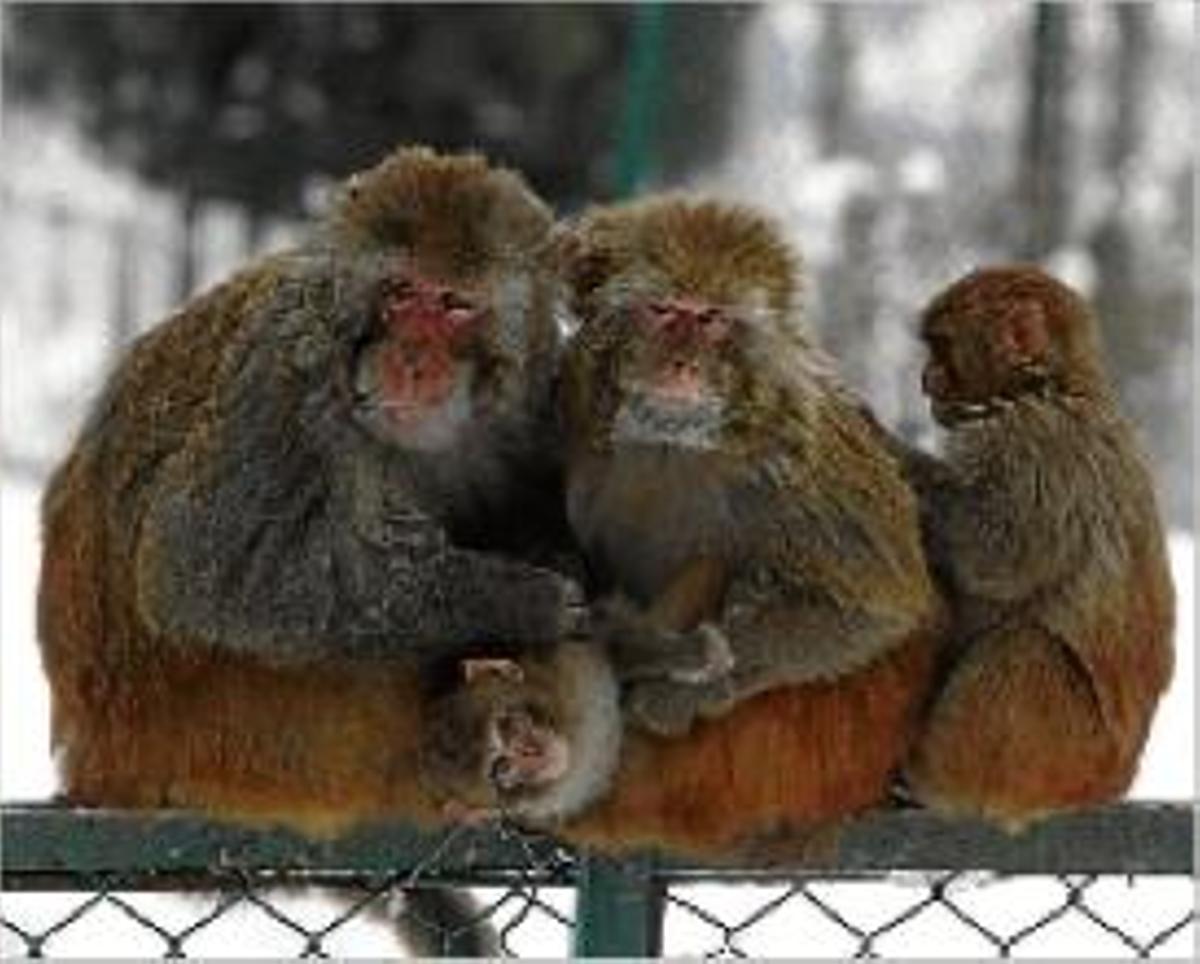 Un grup de primats. Els seus comportaments socials són sorprenents