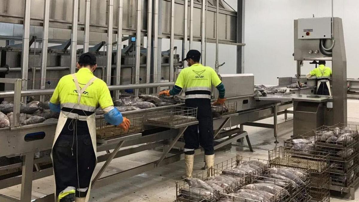 Plantilla de Central Lomera Portuguesa, trabajando con túnidos.