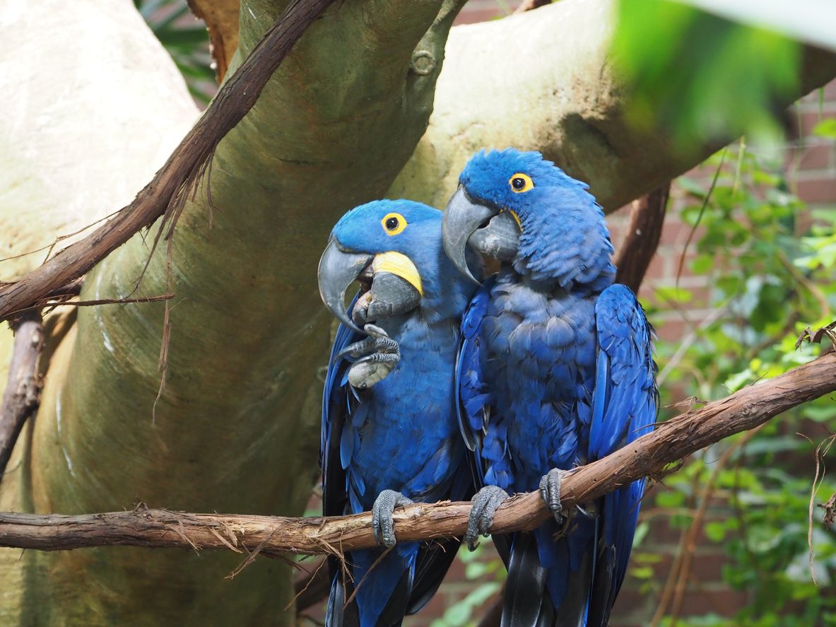 Guacamayos en el National Aviary de Pittsburgh