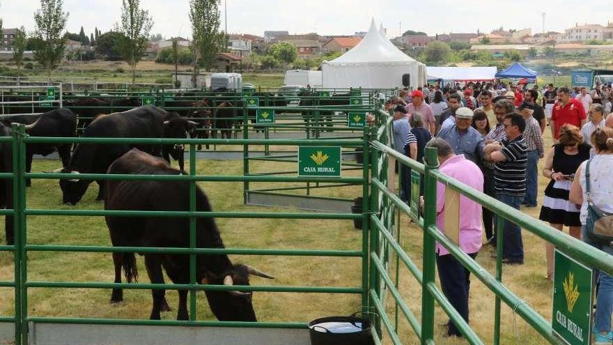 Desarrollo de la Feria Ganadera de Bermillo en su anterior edición.