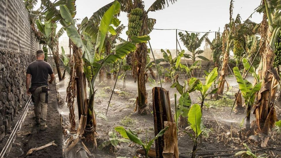 Una de las fincas de plátanos afectadas por la ceniza del volcán.