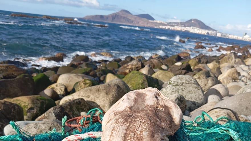 Sacan la red fantasma de la Bahía de El Confital