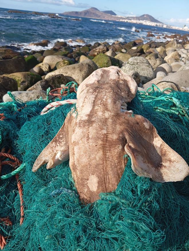 Sacan la red fantasma de la Bahía de El Confital