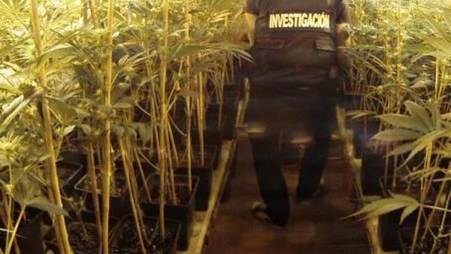 Desmantelan un criadero de  800 plantas de marihuana en Carlet y Benimodo