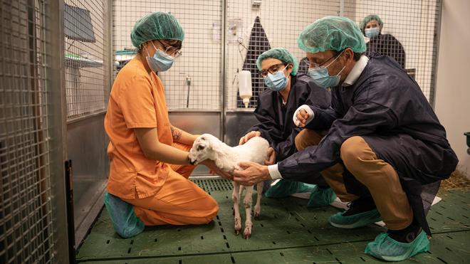 La placenta artificial de Sant Joan de Déu y el Clínic logra una supervivencia de 21 días en un modelo ovino