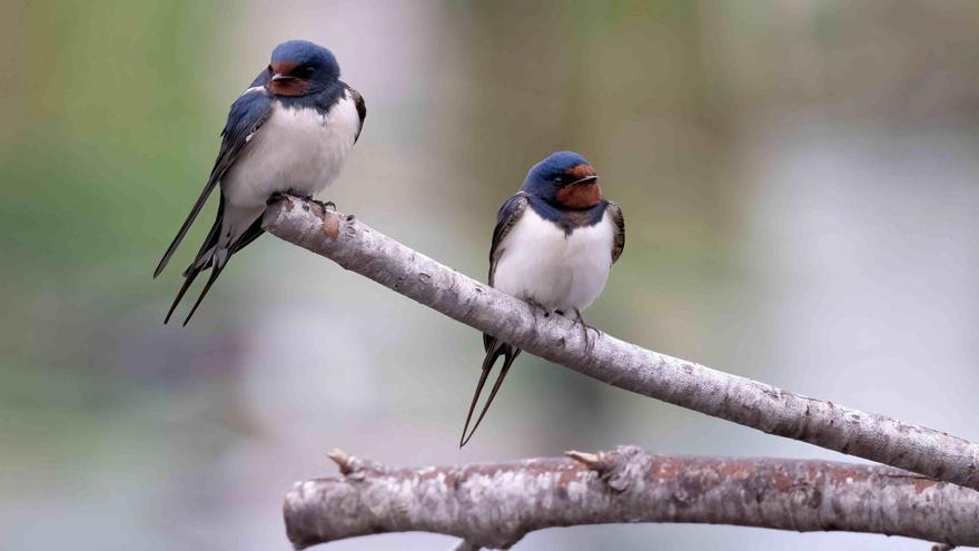 Especies comunes como el gorrión o la golondrina se extinguen sin que nos demos cuenta